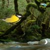 wowescape-Amazon-birds-forest-escape